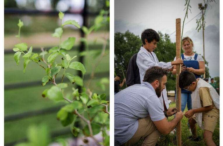 Pergamino ciudad de biodiversidad: Se plantaron 100 árboles nativos