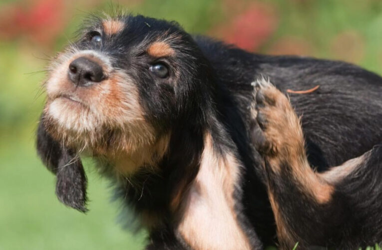Nueva ola de calor: cuidado de las mascotas