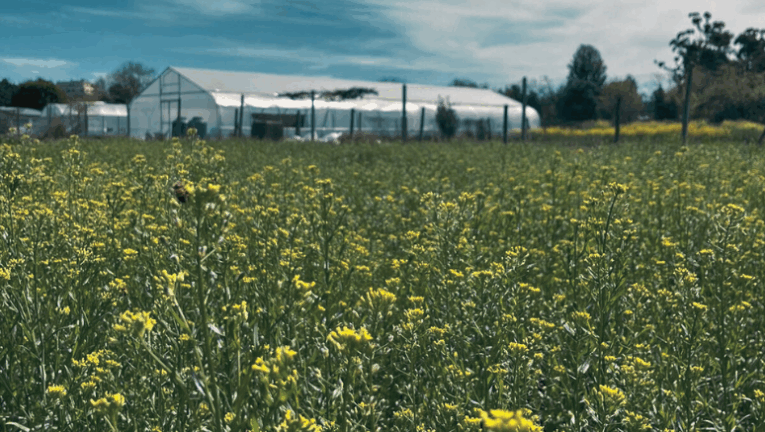 Energía limpia y suelos saludables con camelina, nuevo actor en el agro pampeano