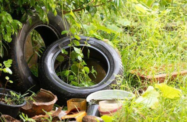 Acciones necesarias después de las lluvias en la prevención del Dengue