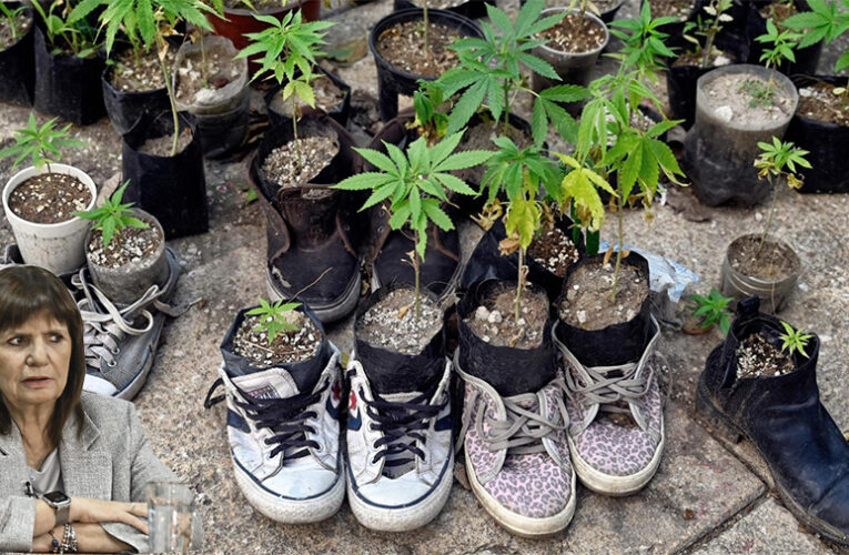 Bullrich confirmó que darán de baja los permisos para cultivar marihuana