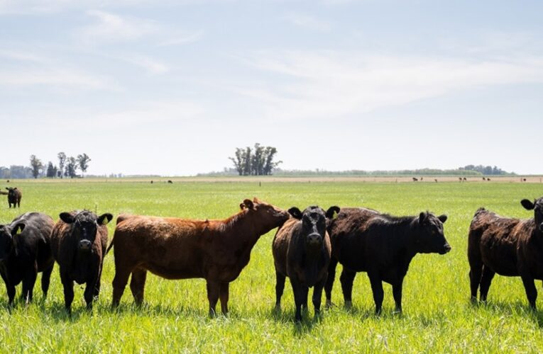 Se modificaron los plazos para campos exportadores de ganado a la Unión Europea