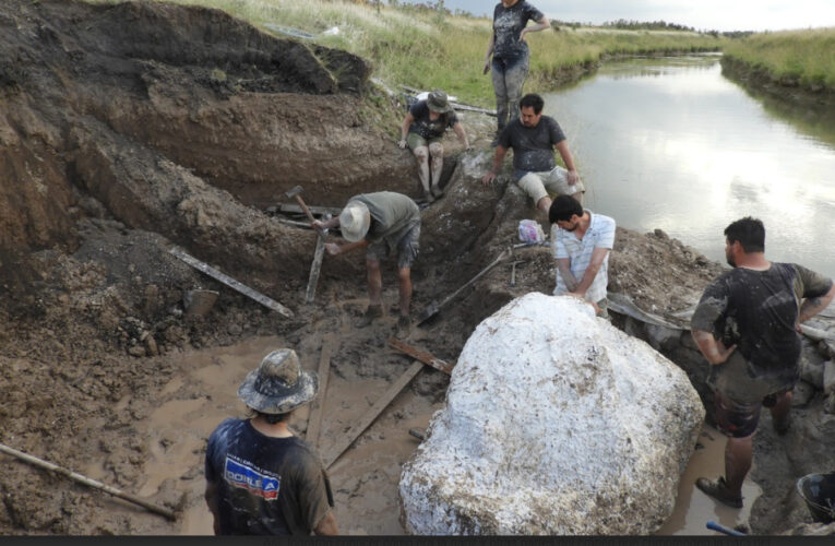 Descubren en Buenos Aires fósiles de un ciervo de la “Era del Hielo”