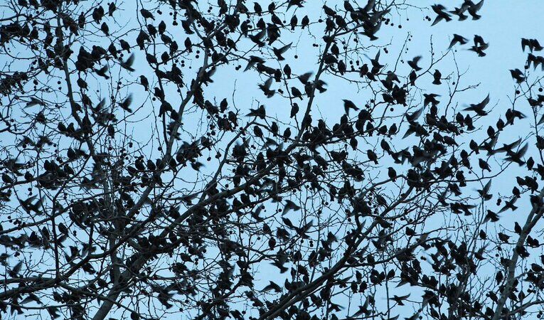 Se podría avanzar con un plan de manejo de plaga por los estorninos