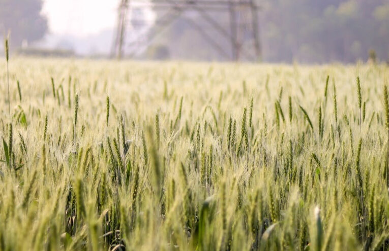 Jornada de trigo en nuestra ciudad