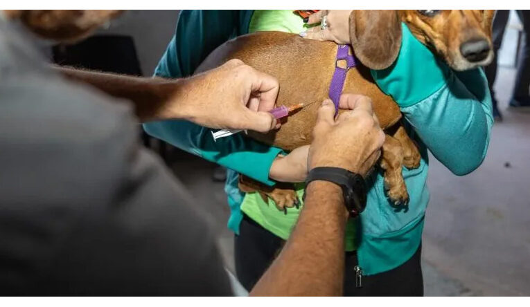 Continúa la campaña antirrábica hasta el 24 de mayo