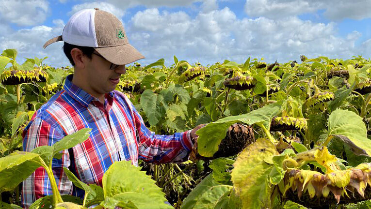 ¿Por qué el girasol argentino podría rendir mucho más?