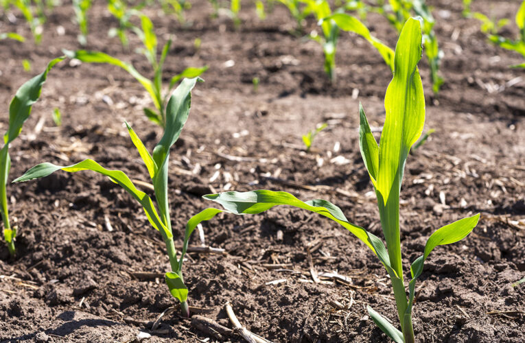 El maíz siempre es una oportunidad: recupera terreno y aspira a crecer un 18%