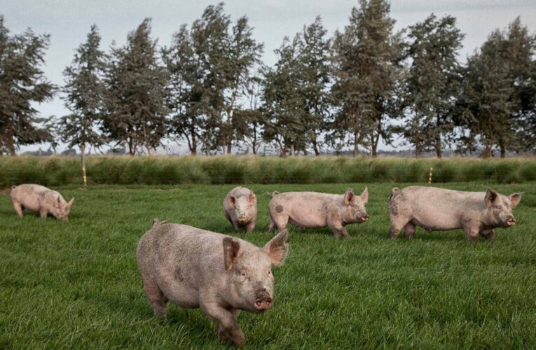 Comienza la Semana de la Lucha contra la Triquinosis