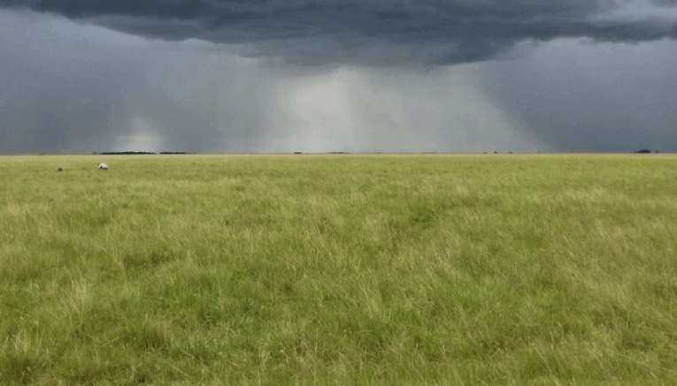 Sudamérica perdió el 20% de sus pastizales por el avance agrícola