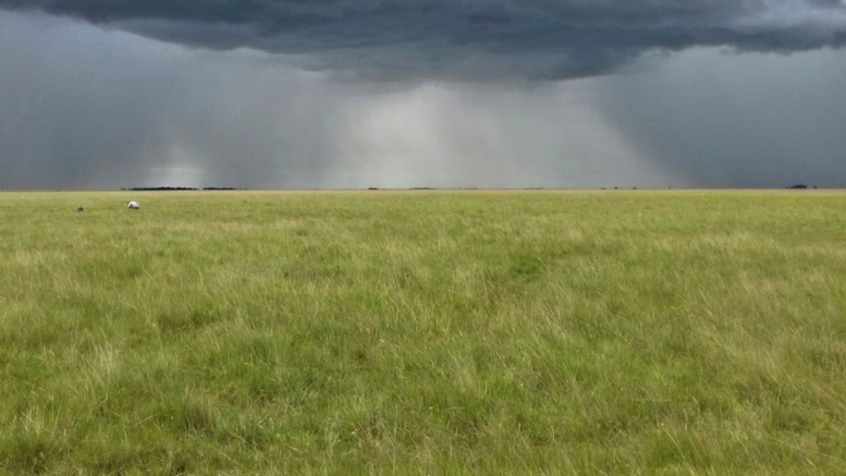 Sudamérica perdió el 20% de sus pastizales por el avance agrícola
