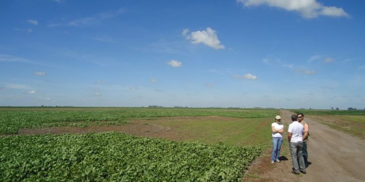 Campaña 2023/24: El 70% de la agricultura argentina se hizo sobre campos alquilados