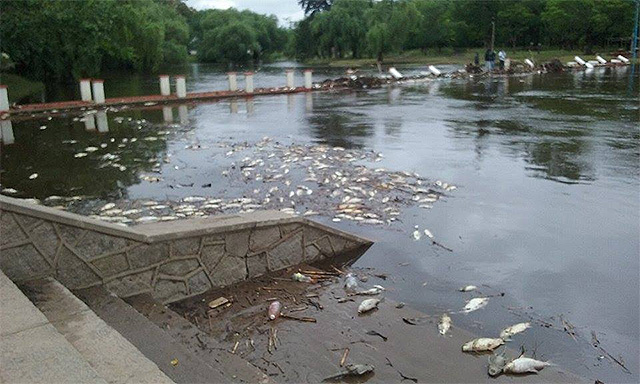Otra vez aparecieron miles de peces muertos en el río Arrecifes