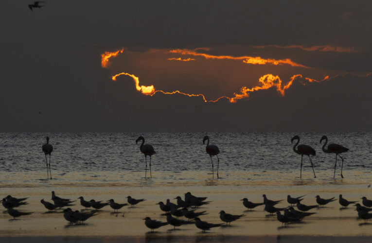 Safaris fotográficos: Aventura visual en paisajes bonaerenses