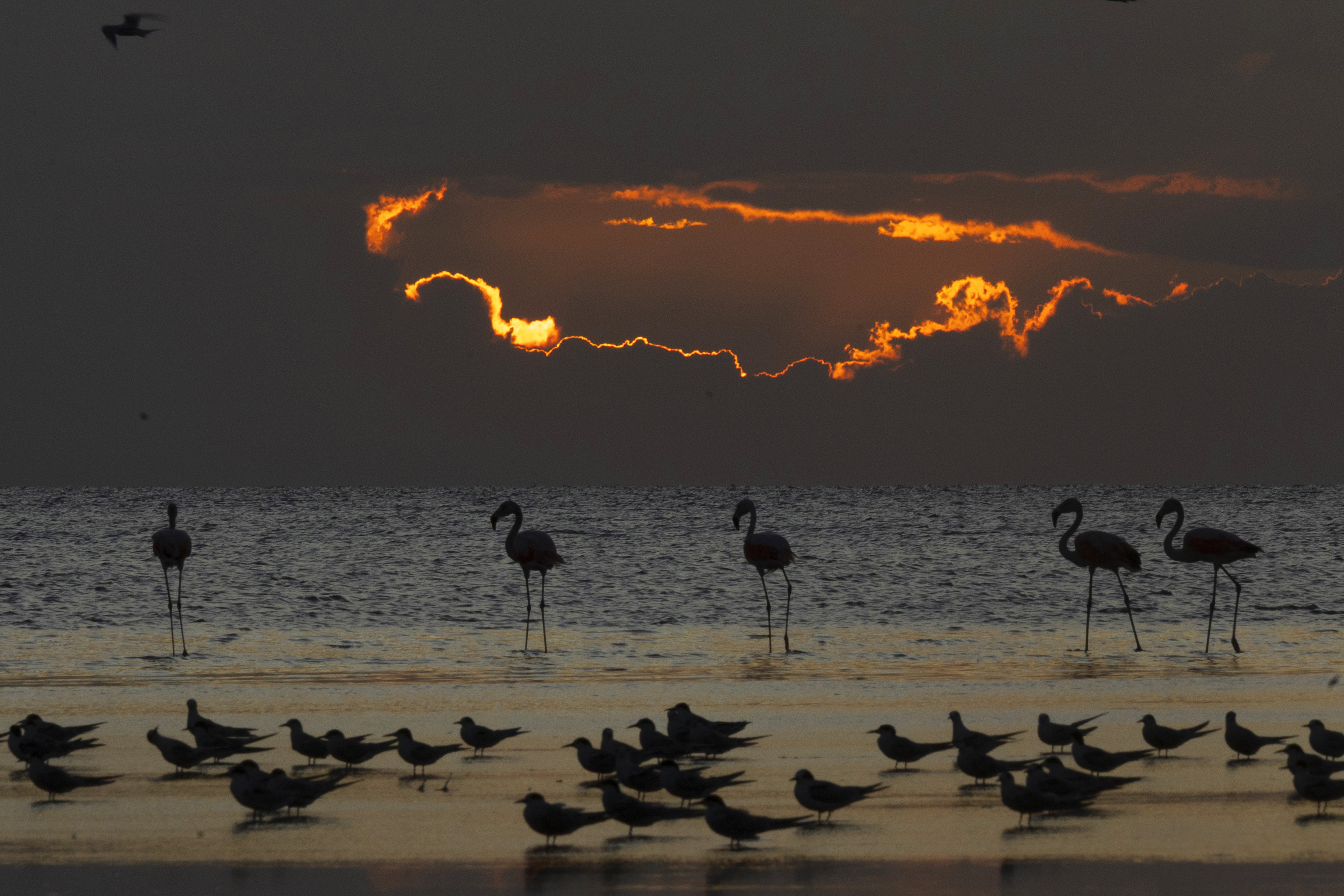 Safaris fotográficos: Aventura visual en paisajes bonaerenses 