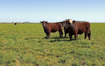 Radiografía ambiental de un establecimiento agropecuario bonaerense