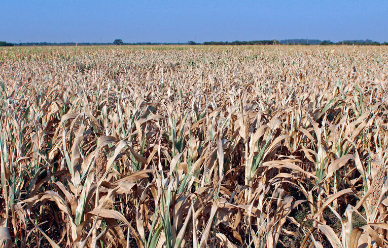 Preocupación en el campo. La Niña vuelve con sequía en el final del año