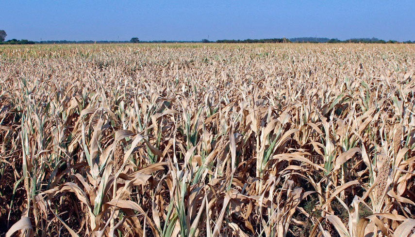 Preocupación en el campo. La Niña vuelve con sequía en el final del año