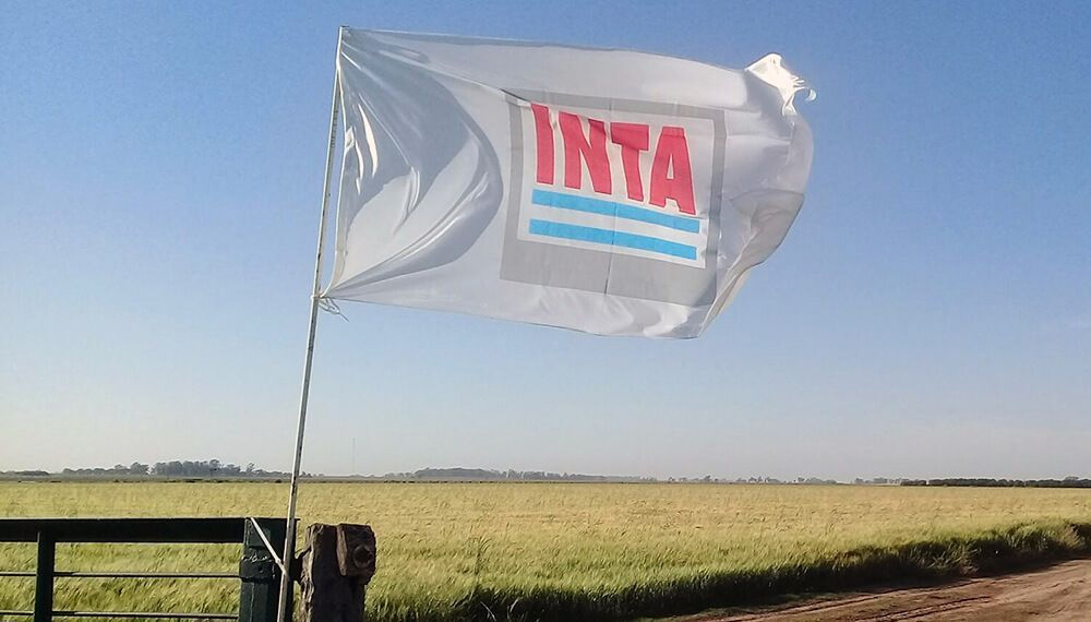 Motosierra en el INTA