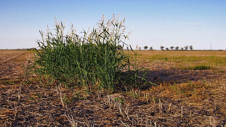 Malezas resistentes a herbicidas desafían a la agricultura