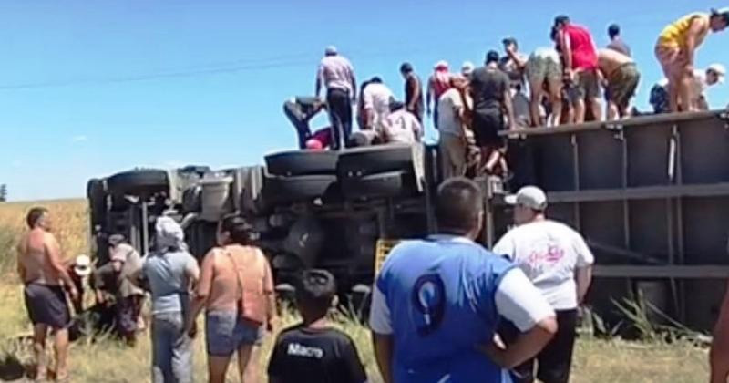 En Arrecifes y San Pedro. Saquean vacas de dos camiones jaula volcados y las faenan en el lugar