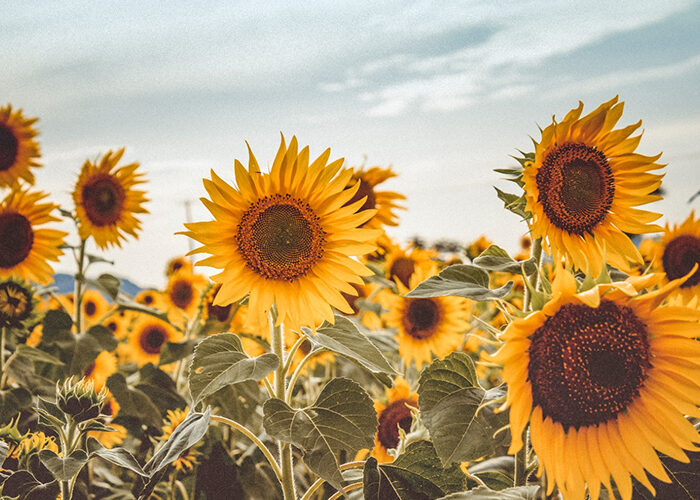 Frambuesas y girasoles: colores, sabores y culturas de fiesta en la Provincia