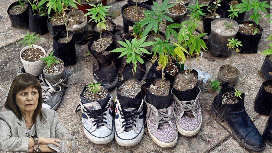 Bullrich confirmó que darán de baja los permisos para cultivar marihuana