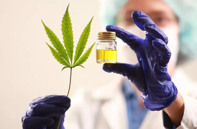 Cannabis: Investigadoras avanzan en la prevención del dolor asociado a la quimioterapia