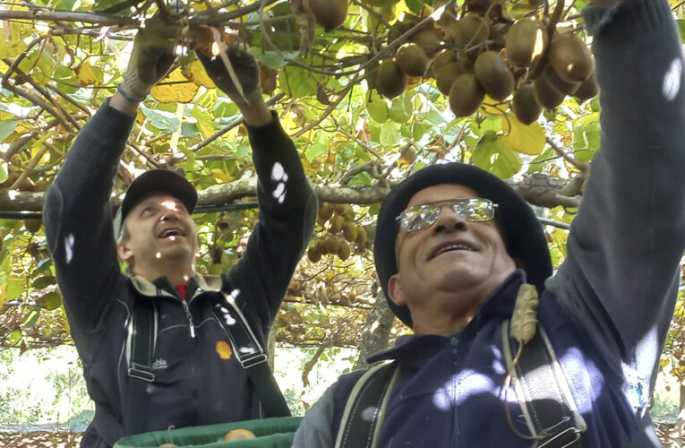 Una ruta entre kiwis, olivos y cielos abiertos donde brotan los sabores