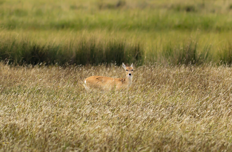 Entre el río y el océano: viaje por los caminos rurales y costeros de Buenos Aires