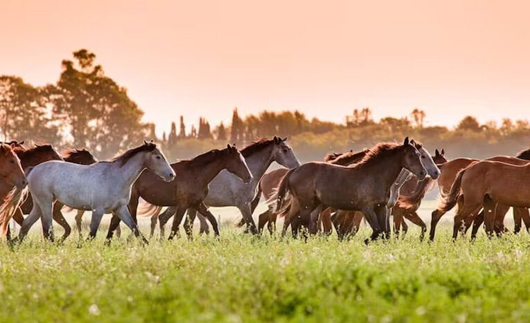La provincia bonita argentina te invita a recorrer los mejores atractivos en el 2026