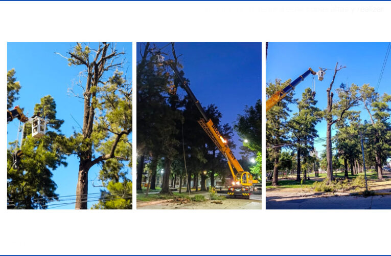 Poda de limpieza de las casuarinas en la plaza 25