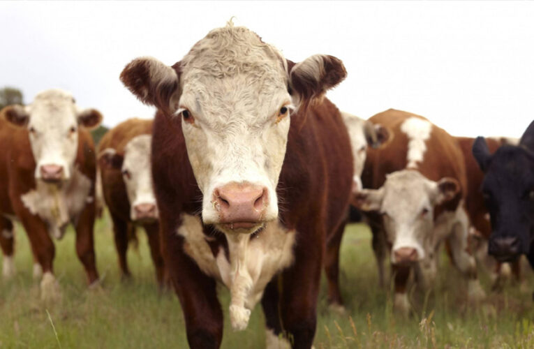 Por qué 2026 será el año del despegue de la ganadería