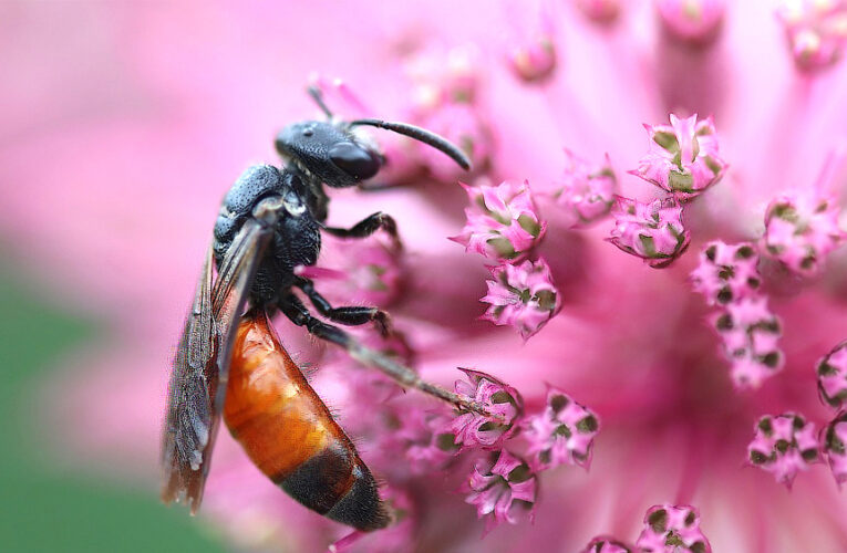 Polinizadores en caída libre