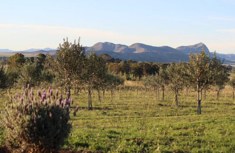 Olivares del sudoeste bonaerense: sabores mediterráneos en Argentina para el mundo