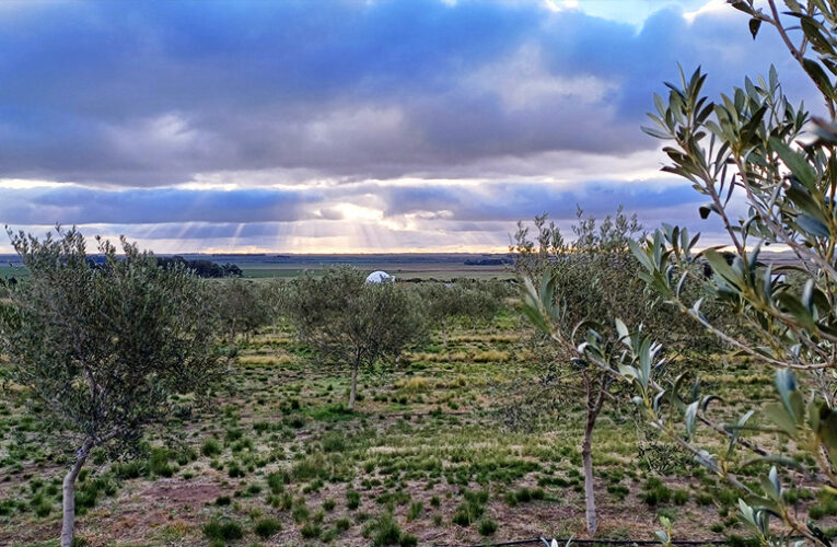 Sabores del mediteráneo en argentina: las fincas de olivares donde se cultiva el aceite virgen extra del país en la Provincia