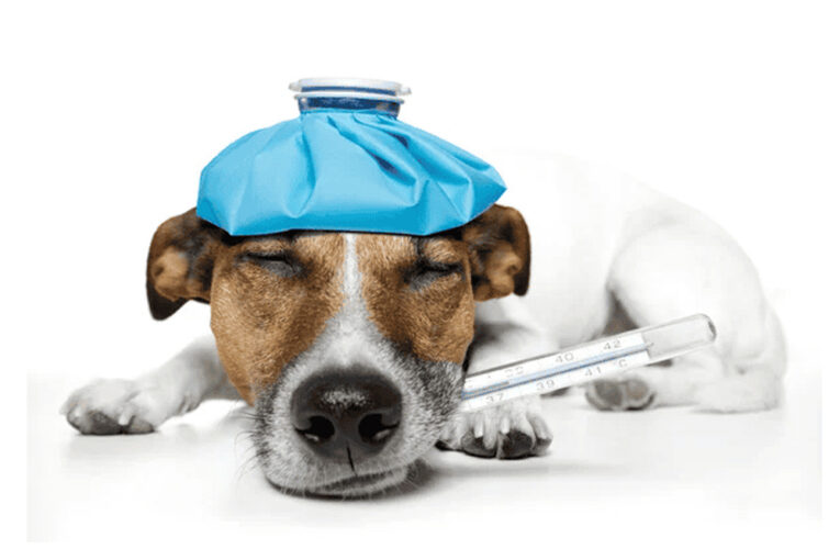 Italia habilita licencias laborales para el cuidado de mascotas enfermas