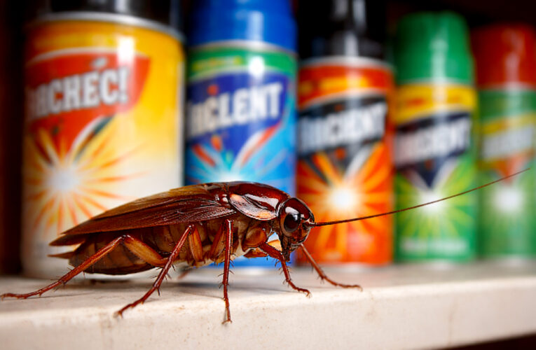 Advierten sobre los peligros de los plaguicidas domésticos