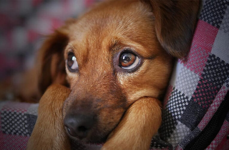 En Italia ya es legal faltar al trabajo para cuidar a una mascota enferma