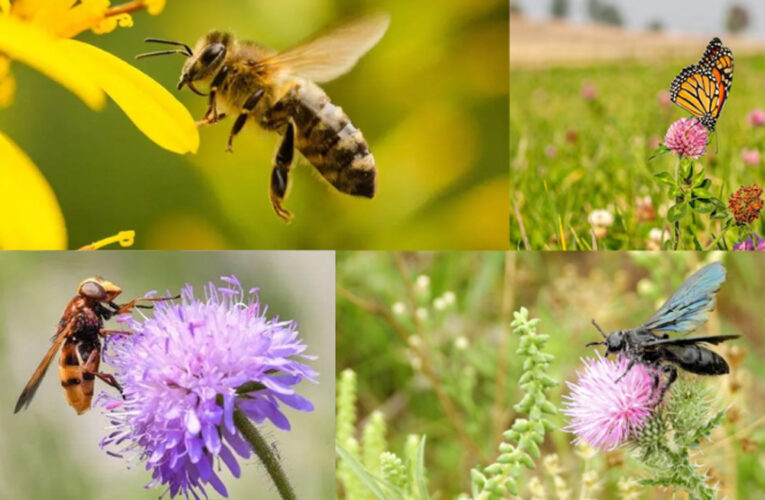 El agro vuelve a mirar la biodiversidad: Bordes vivos, campos más fuertes