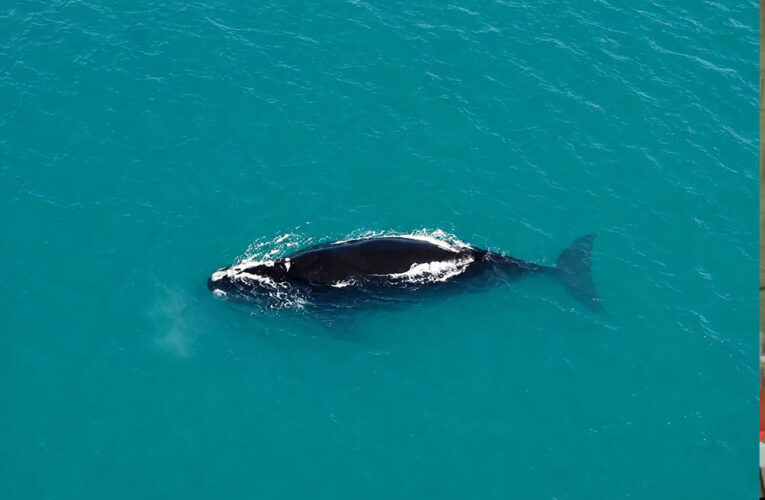 Cuando el mar respira cerca, ballenas en las costas bonaerenses