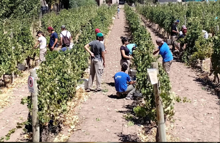 El vino que no sabías que se produce en una escuela salesiana