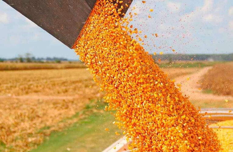 Récord de embarques de maíz: las exportaciones superan a Brasil en un julio atípico