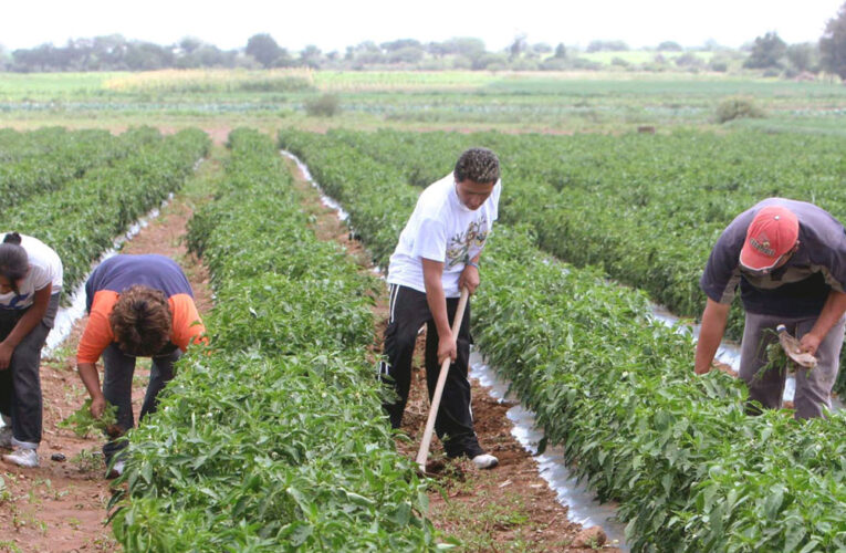 La actividad agropecuaria alcanzó un nuevo máximo impulsada por la producción primaria